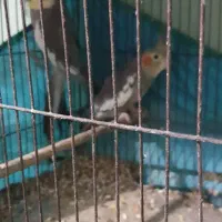 پرنده برافروش|پرنده|خرمشهر, |دیوار