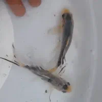 ماهی کوی سوپر باله قیمت عمده