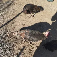 بوقلمون فروشی ماده|حیوانات مزرعه|هشتگرد, قاسم آباد بزرگ|دیوار