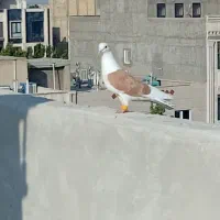 کبوترپشتارزرد نرمست