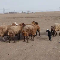 میش بره بز بزغاله