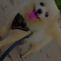 سگ  پامرماده|سگ|گرگان, |دیوار