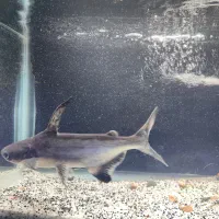 ماهی گوشت خوار