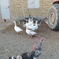 غاز محلی|حیوانات مزرعه|بستان آباد, |دیوار