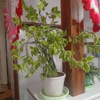 گل طبیی در یزدانشهر