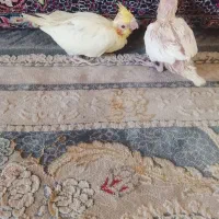 فروش جوجه عروس هلندی