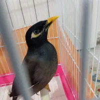 مرغ مینا سخنگو