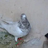 یک لانه کبوتر|پرنده|نقده, |دیوار