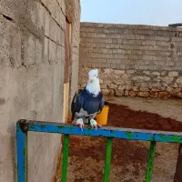 کبوتر شازده ابی|پرنده|نقده, |دیوار