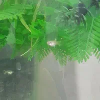 ماهی کوپی ماده