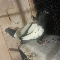 کفتر تزیینی|پرنده|قم, نخودی|دیوار