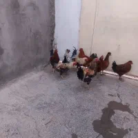 حیوانات مزرعه
