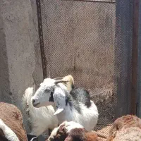 بز ماده آبستن و بزغاله ماده