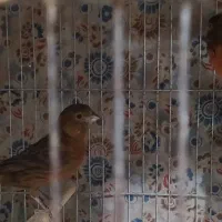 قناری سرخ سوخته جفت