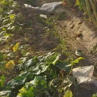 زمین-کشاورزی