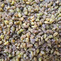 کشمش سایه خشک