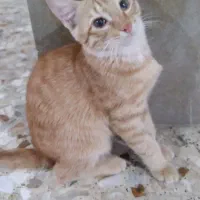 گربه چهار ماهه