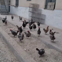 مرغ رسمی|حیوانات مزرعه|قم, جمکران|دیوار