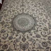 فرش دستباف|فرش|زاهدان, |دیوار