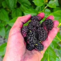 محصولات باغ فروشی گل و میوه