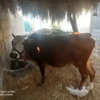 گاو|حیوانات مزرعه|گله دار, |دیوار