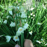 پیاز گل دانه برفی یا زنگوله|گل و گیاه طبیعی|لاهیجان, بازکیاگوراب|دیوار