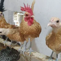 سبرایت بوف. برهما..|حیوانات مزرعه|قم, آزادگان|دیوار