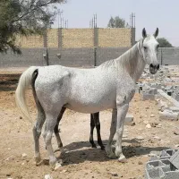 مادیان ترکی