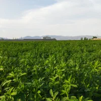 زمین سند دار بغل گلخانه ویلا شرایط اقساطی 1ساله|فروش زمین و ملک کلنگی|تبریز, |دیوار
