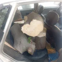 خریدانواع چوب باغی وارس باغ بابالاترین قیمت|خدمات باغبانی و درختکاری|گنبد کاووس, |دیوار