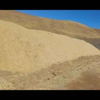 کاه کمباین ۶۰تن یک جا به فروش میرسد