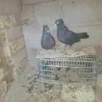 کبوتر زاغ ملقی