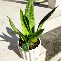 گل زیبا و شاداب خانگی|گل و گیاه طبیعی|خرمآباد, |دیوار