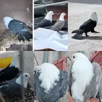 قناری) ۲ کفتر جفت عتیقه وقلدر معاوضه با مرغ کرچ
