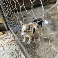 هاسکی پا کوتاه|سگ|لاهیجان, گلستان|دیوار