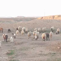 24میش داشتی|حیوانات مزرعه|خوسف, |دیوار