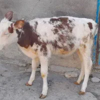 گاو گوساله سیمنتال