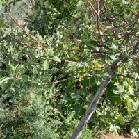 فروش باغ درجلفا روستای سیلگرد|فروش خانه و ویلا|جلفا, |دیوار