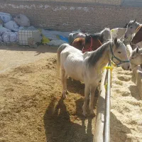 خرید و فروش اسب پالونی