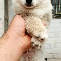 توله سگ پامر نر و ماده ۲ ماهه سالم و بازیگوش