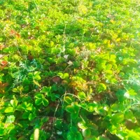 بوته ونشائ توت فرنگی