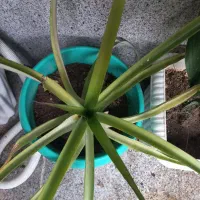 آناناس  دو ساله|گل و گیاه طبیعی|اندیشه, اندیشه فاز ۴|دیوار