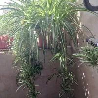 گل طبیعی گندمی|گل و گیاه طبیعی|تهران, خانی آباد نو جنوبی|دیوار