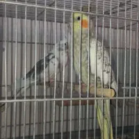 عروس هلندی نروماده و تکی|پرنده|یزد, |دیوار