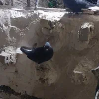 یک جفت زاغ دم سفید