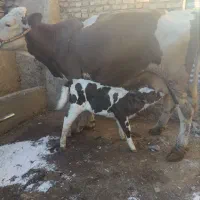 گاوسیمینتال