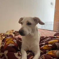 سگ نژاد میکس اشپیتز جک راسل