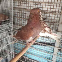 گمشده|حیوانات|بندرعباس, |دیوار