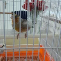 سره قناری دهن دار لربخون