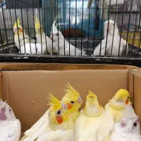 جوجه عروس لوتینو و آلبینو سرلاکی کیفیت بالاودونخور|پرنده|خورموج, |دیوار